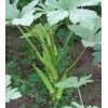 补肾菜种子 黄秋葵种子 保健药用特菜种子
